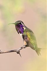 Lucifer Hummingbird